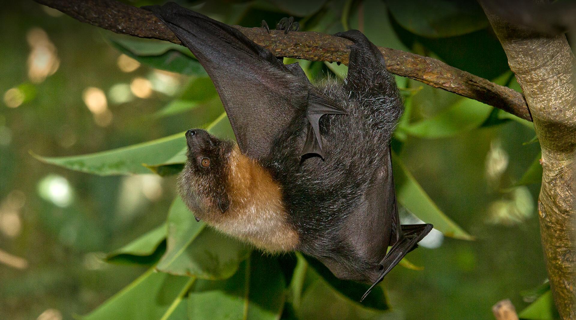 Rodrigues Flying Fox | San Diego Zoo Safari Park